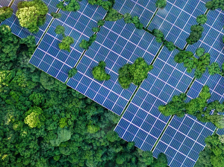 Solar panels installed among tall trees in a lush green forest, showcasing renewable energy in a natural setting.